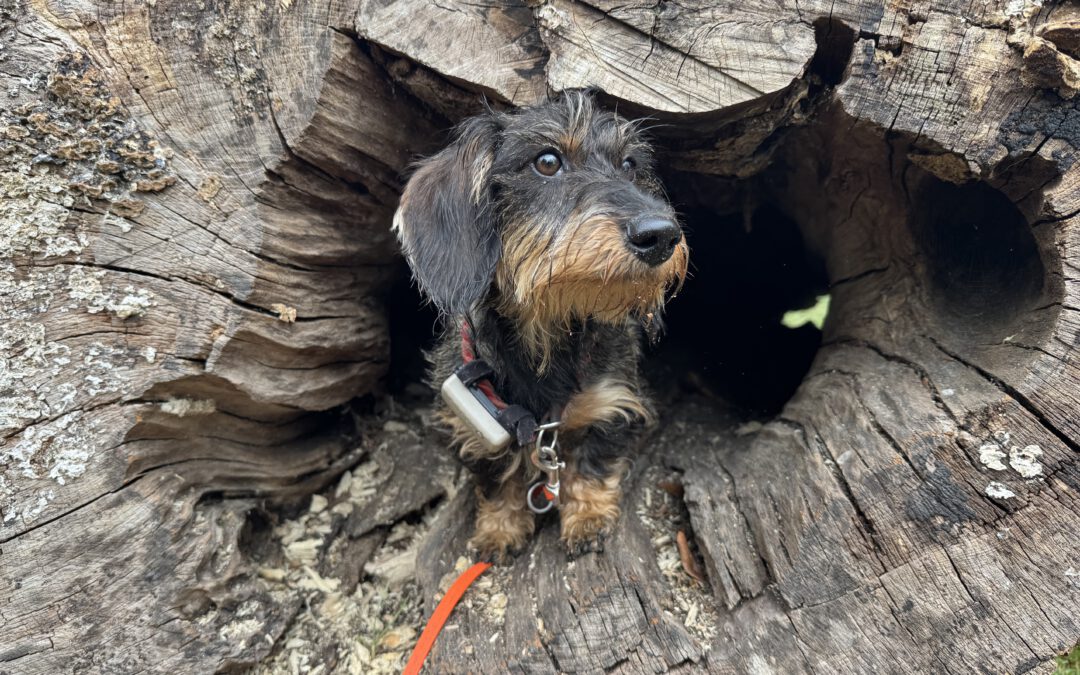 Pilzspürhund Miley
